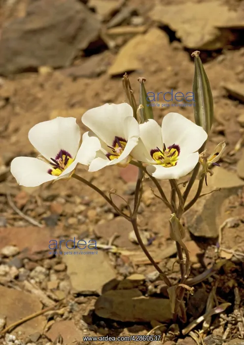 : Leichtlin's mariposa-lily - also known as tiger-lily : Leichtlin's mariposa-lily - also known as tiger-lily