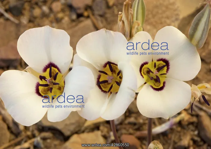 : Leichtlin's mariposa-lily - also known as tiger-lily : Leichtlin's mariposa-lily - also known as tiger-lily