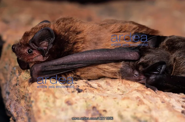 : Leisler's bat (Nyctalus leisleri) with suckling : Leisler's bat (Nyctalus leisleri) with suckling