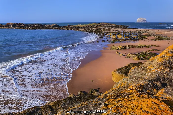 : The Leithies and Bass Rock - view from the coastline : The Leithies and Bass Rock - view from the coastline