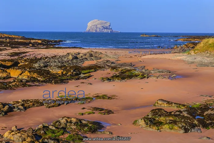 : The Leithies and Bass Rock - view from the coastline : The Leithies and Bass Rock - view from the coastline