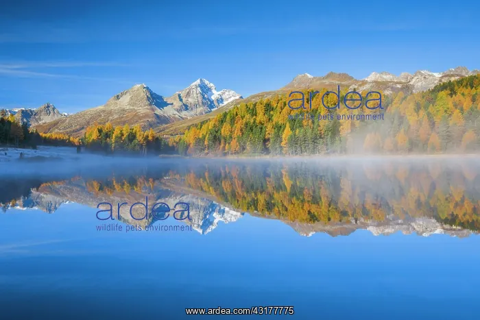 : Lej da Staz, Upper Engadine, Grisons, Switzerland : Lej da Staz, Upper Engadine, Grisons, Switzerland