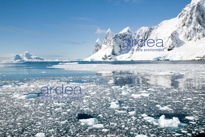 : Lemaire channel Antarctic peninsula scenics : Lemaire channel Antarctic peninsula scenics