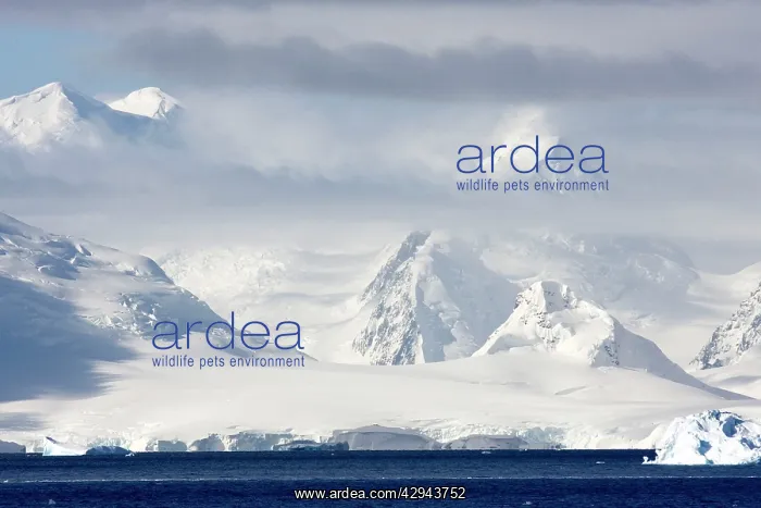 : Lemaire channel Antarctic peninsula scenics : Lemaire channel Antarctic peninsula scenics