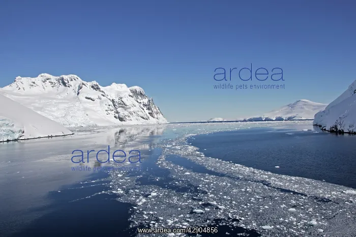 : Lemaire channel - Antarctic Pennisular : Lemaire channel - Antarctic Pennisular