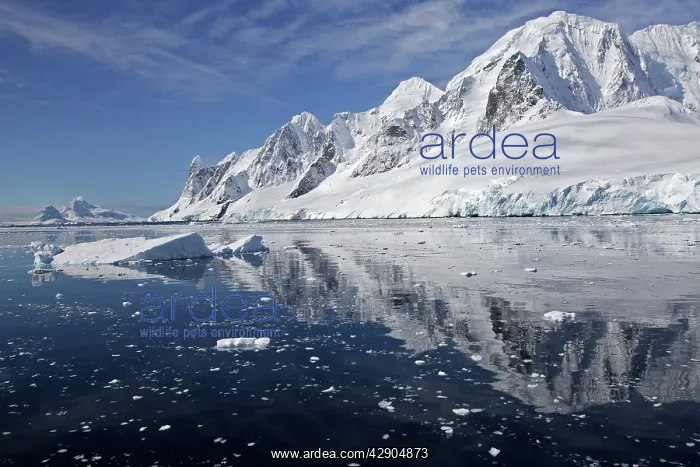 : Lemaire channel - Antarctic Pennisular : Lemaire channel - Antarctic Pennisular