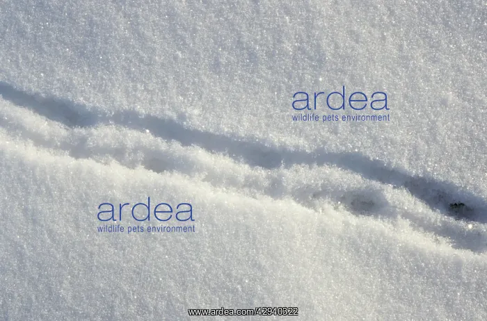  : Lemming footprints on snow