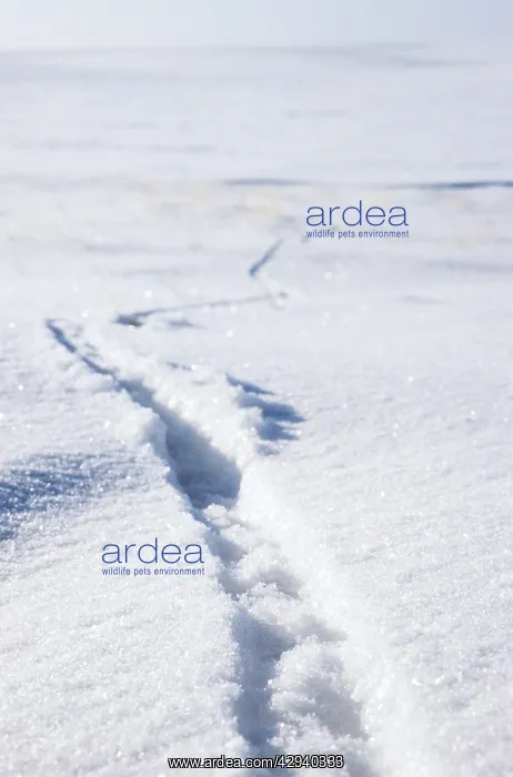 : Lemming footprints on snow : Lemming footprints on snow