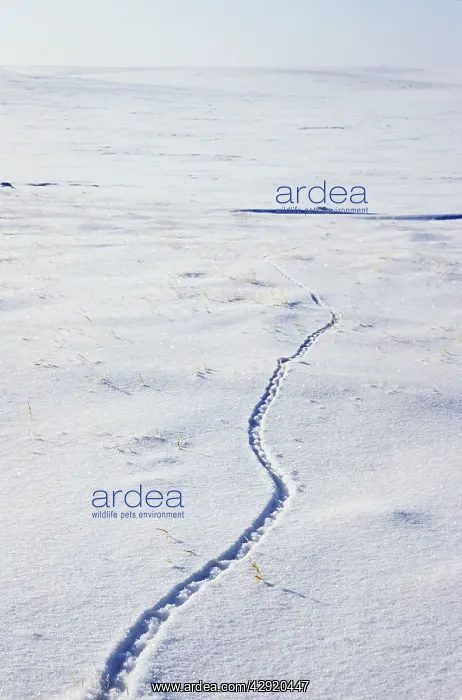 : Lemming's footprints on snow surface, typical track : Lemming's footprints on snow surface, typical track