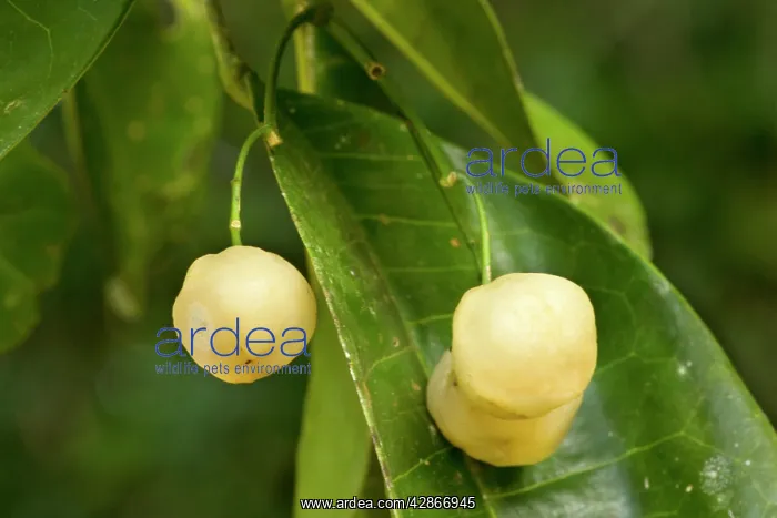 : Lemon Aspen - ripe and heavily lemon-scented fruits : Lemon Aspen - ripe and heavily lemon-scented fruits