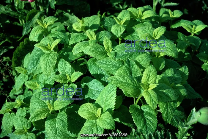 : LEMON BALM : LEMON BALM