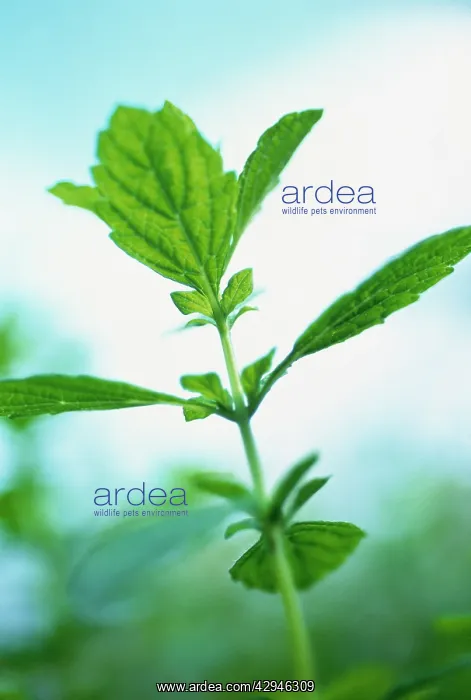  : Lemon Balm