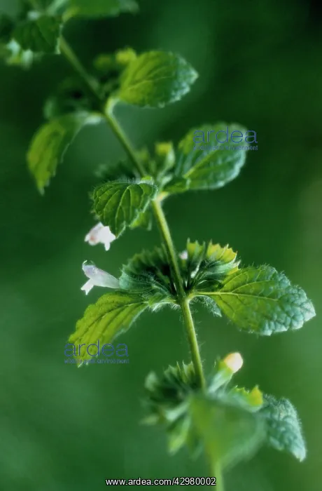 : Lemon Balm : Lemon Balm