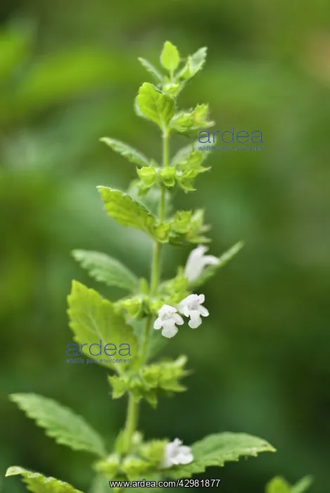 : Lemon Balm : Lemon Balm