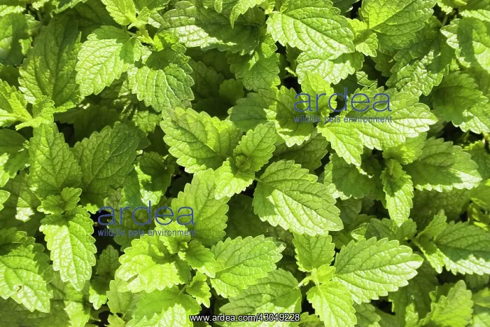 : Lemon Balm : Lemon Balm