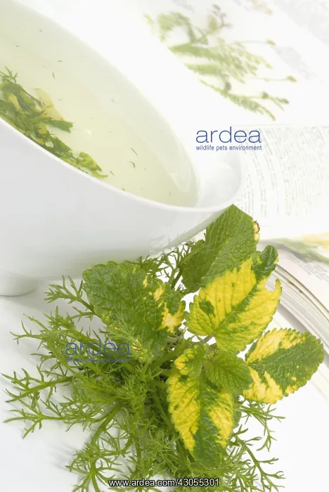 : Lemon balm : Lemon balm