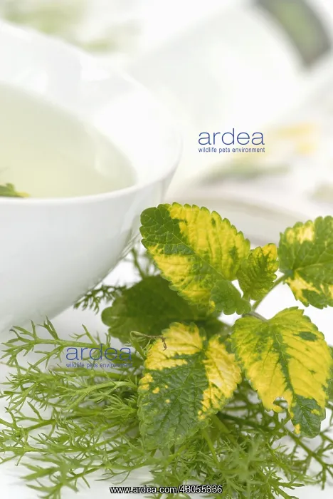 : Lemon balm : Lemon balm