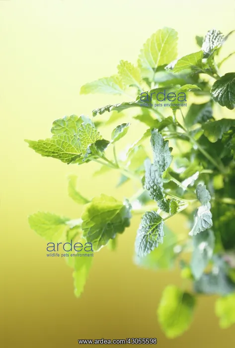 : Lemon Balm : Lemon Balm