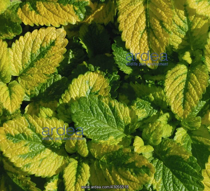: Lemon Balm : Lemon Balm