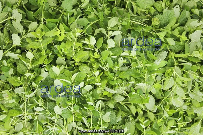 : Lemon Balm : Lemon Balm