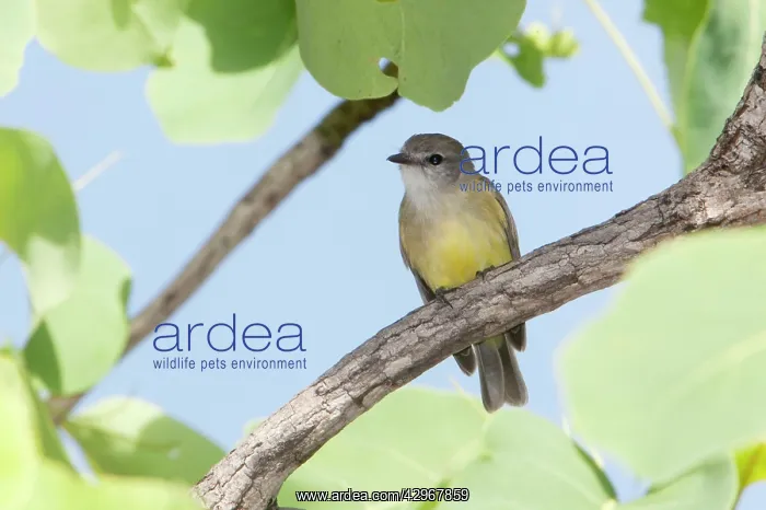 : Lemon-bellied Flycatcher : Lemon-bellied Flycatcher