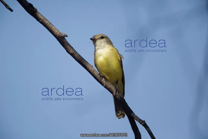 : Lemon-bellied Flycatcher - perched on branch : Lemon-bellied Flycatcher - perched on branch
