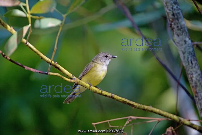 : Lemon-bellied Flycatcher - perched on a branch : Lemon-bellied Flycatcher - perched on a branch