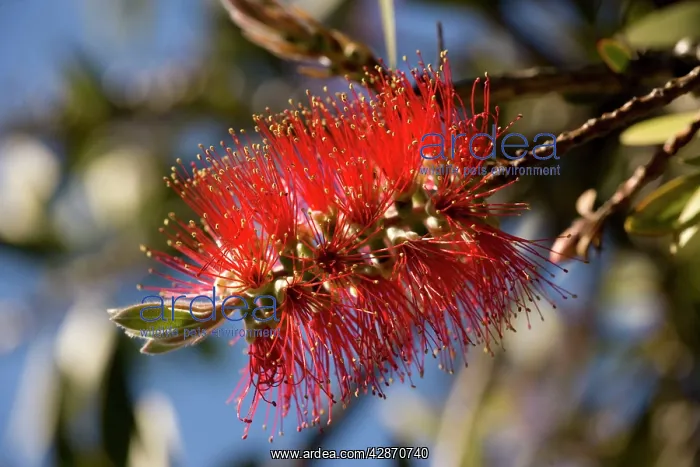 : Lemon bottlebrush in flower : Lemon bottlebrush in flower