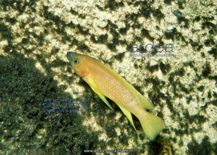 : Lemon Cichlid : Lemon Cichlid