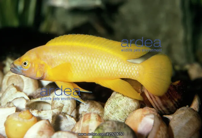  : Lemon Cichlid FISH