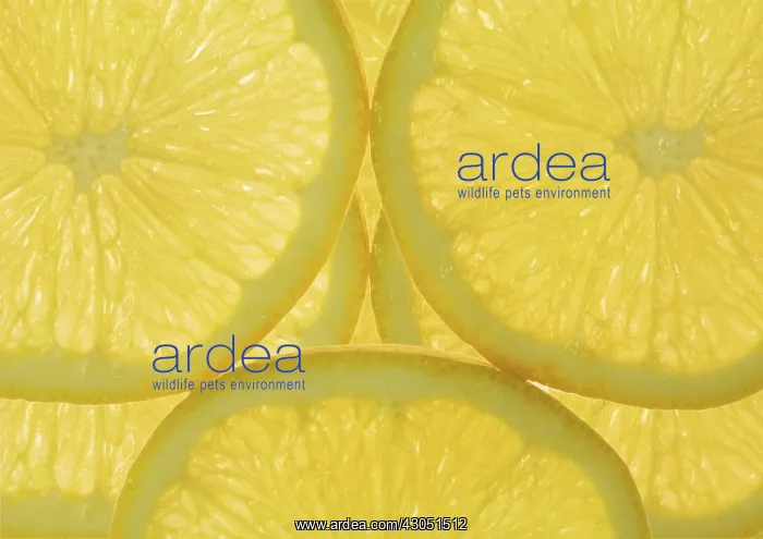 : Lemon, Citrus limon : Lemon, Citrus limon