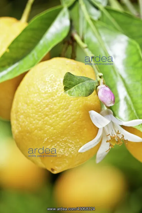 : Lemon, Citrus limon : Lemon, Citrus limon