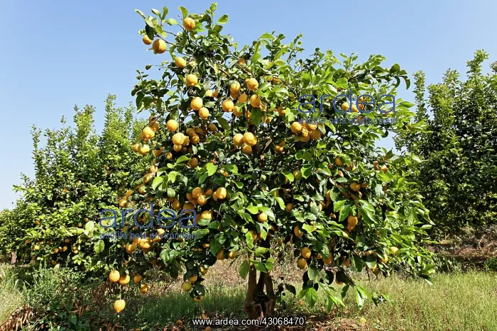 : Lemon, Citrus limon : Lemon, Citrus limon