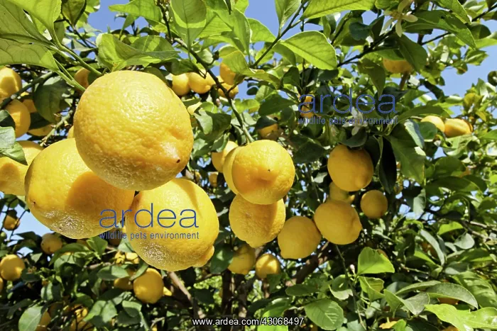 : Lemon, Citrus limon : Lemon, Citrus limon