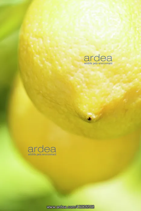 : Lemon, Citrus limon : Lemon, Citrus limon