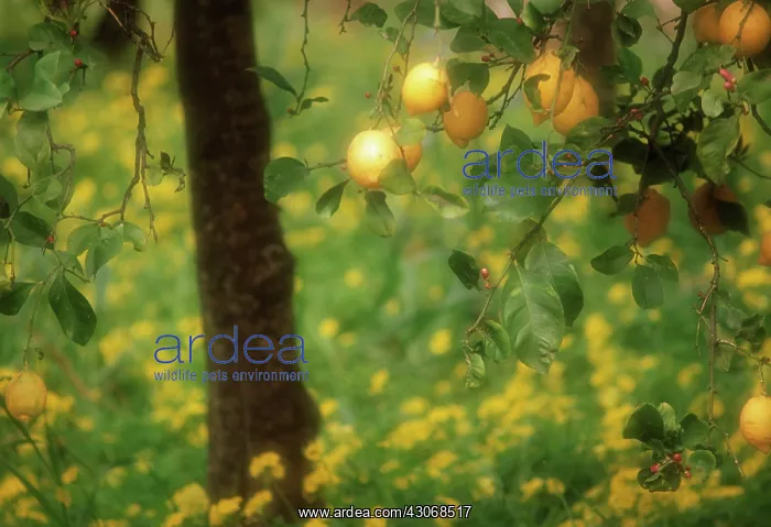 : Lemon, Citrus limon : Lemon, Citrus limon