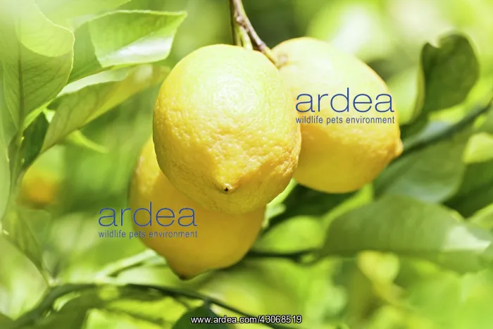 : Lemon, Citrus limon : Lemon, Citrus limon