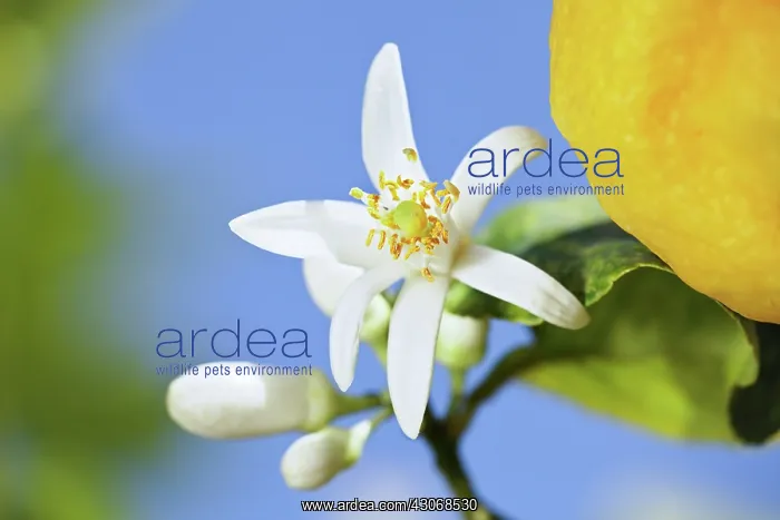 : Lemon, Citrus limon : Lemon, Citrus limon