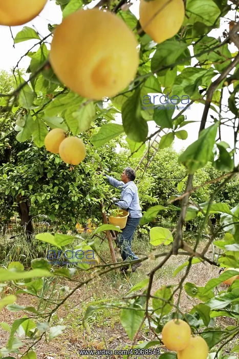 : Lemon, Citrus limon : Lemon, Citrus limon