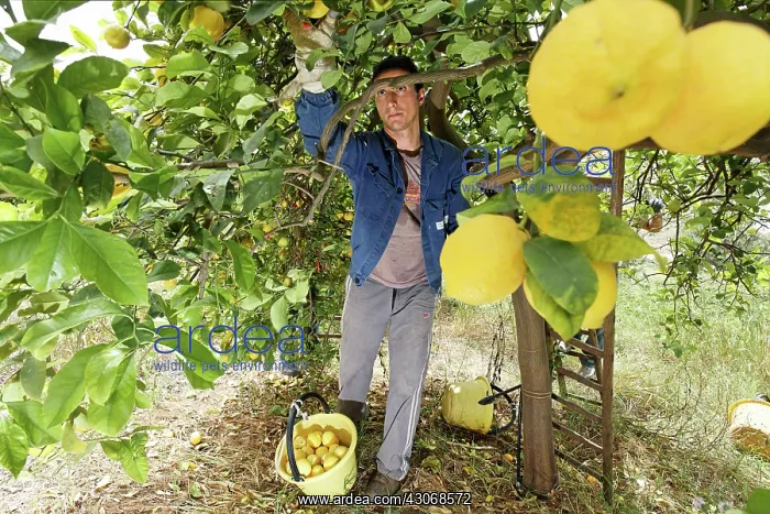 : Lemon, Citrus limon : Lemon, Citrus limon
