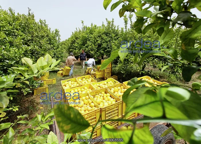 : Lemon, Citrus limon : Lemon, Citrus limon