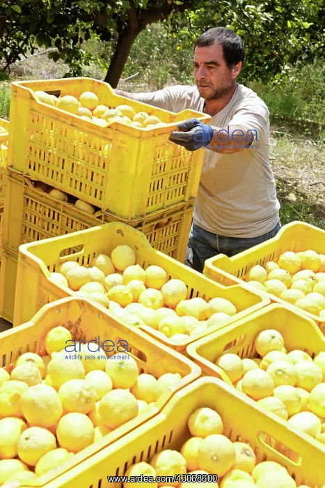 : Lemon, Citrus limon : Lemon, Citrus limon