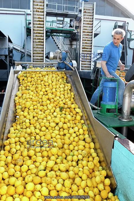 : Lemon, Citrus limon : Lemon, Citrus limon