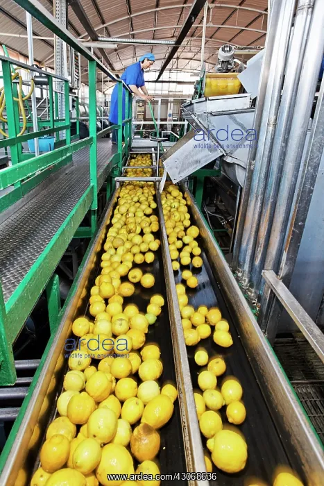 : Lemon, Citrus limon : Lemon, Citrus limon
