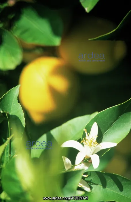 : Lemon, Citrus limon : Lemon, Citrus limon