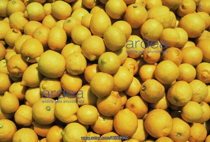 : Lemon, Citrus limon : Lemon, Citrus limon