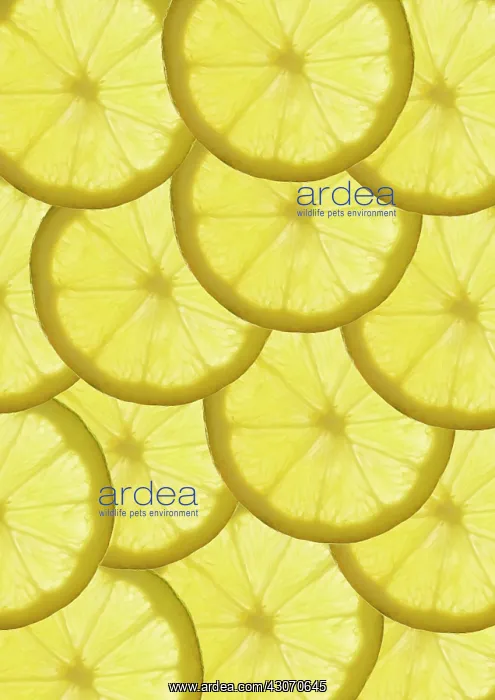 : Lemon, Citrus limon : Lemon, Citrus limon