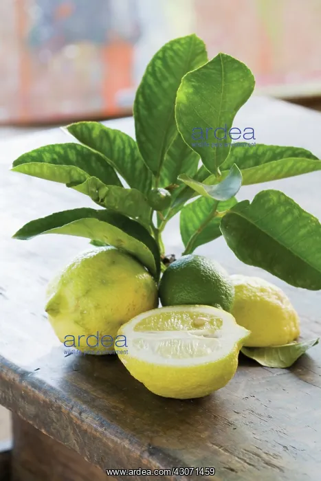 : Lemon, Citrus limon : Lemon, Citrus limon