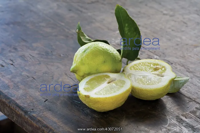  : Lemon, Citrus limon