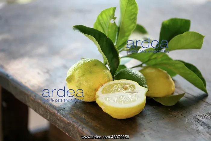 : Lemon, Citrus limon : Lemon, Citrus limon